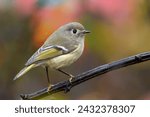 Ruby-crowned Kinglet posing in front of beautiful fall colors