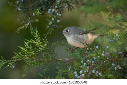 Ruby-crowned Kinglet, Regulus Calendula, At Cape May, New Jersey, USA, During Autumn Migration.