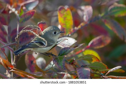 Ruby-crowned Kinglet, Regulus Calendula, At Cape May, New Jersey, USA, During Autumn Migration.