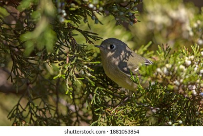 Ruby-crowned Kinglet, Regulus Calendula, At Cape May, New Jersey, USA, During Autumn Migration.