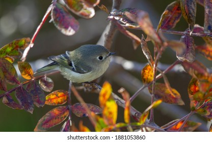 Ruby-crowned Kinglet, Regulus Calendula, At Cape May, New Jersey, USA, During Autumn Migration.