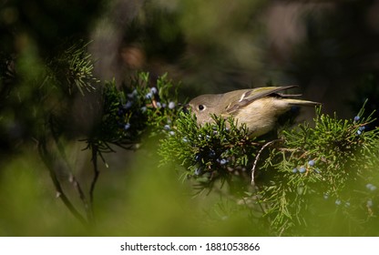 Ruby-crowned Kinglet, Regulus Calendula, At Cape May, New Jersey, USA, During Autumn Migration.