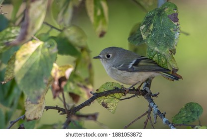 Ruby-crowned Kinglet, Regulus Calendula, At Cape May, New Jersey, USA, During Autumn Migration.