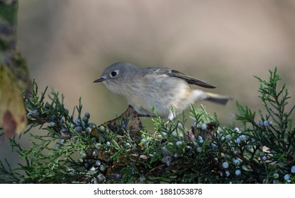 Ruby-crowned Kinglet, Regulus Calendula, At Cape May, New Jersey, USA, During Autumn Migration.