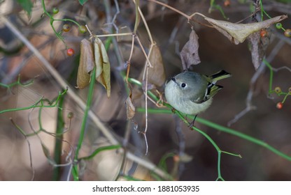 Ruby-crowned Kinglet, Regulus Calendula, At Cape May, New Jersey, USA, During Autumn Migration.