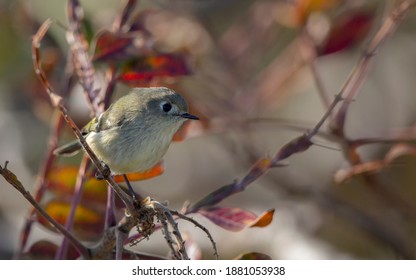 Ruby-crowned Kinglet, Regulus Calendula, At Cape May, New Jersey, USA, During Autumn Migration.