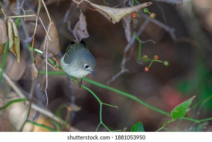 Ruby-crowned Kinglet, Regulus Calendula, At Cape May, New Jersey, USA, During Autumn Migration.