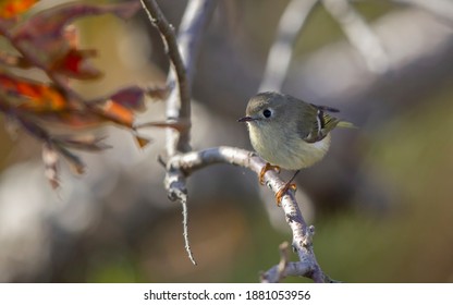 Ruby-crowned Kinglet, Regulus Calendula, At Cape May, New Jersey, USA, During Autumn Migration.