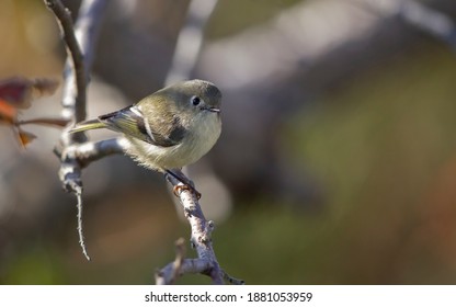 Ruby-crowned Kinglet, Regulus Calendula, At Cape May, New Jersey, USA, During Autumn Migration.