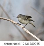 The ruby-crowned kinglet (Regulus calendula) with caught mosquito in its beak, Brazos Bend State Park