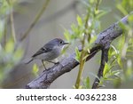 Ruby-crowned Kinglet (Regulus calendula calendula), early Spring migrant adult male with ruby crest showing.