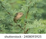 The ruby-crowned kinglet (Regulus calendula), female at East Lagoon Natural Preserve, Galveston Island, Texas