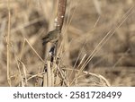 A ruby-crowned kinglet " Regulus calendula " flies around cattails in a marsh looking for food.