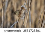 A ruby-crowned kinglet " Regulus calendula " flies around cattails in a marsh looking for food.