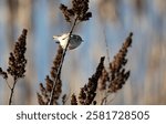 A ruby-crowned kinglet " Regulus calendula " flies around cattails in a marsh looking for food.