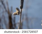 A ruby-crowned kinglet " Regulus calendula " flies around cattails in a marsh looking for food.