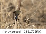 A ruby-crowned kinglet " Regulus calendula " flies around cattails in a marsh looking for food.