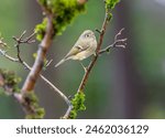 A ruby-crowned kinglet " Regulus calendula " forages for food among moss covered branches.