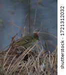 A Ruby-crowned Kinglet (Regulus calendula) foraging in dried grasses during spring migration