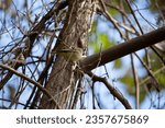Ruby-crowned kinglet (Regulus calendula) looking out from its perch on a branch