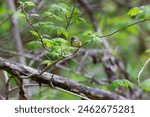 Ruby-crowned Kinglet (Regulus calendula) on a branch