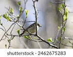 Ruby-crowned Kinglet (Regulus calendula) on a branch