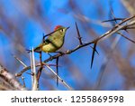 Ruby-Crowned Kinglet (Regulus calendula) perched in thorny tree