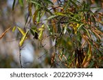 Ruby-crowned  kinglet (Regulus calendula) perched majestically on a tree twig
