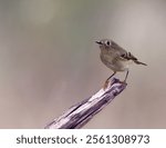 A Ruby-crowned kinglet (Regulus calendula) perched on a wooden stick and blurred background