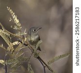 Ruby-crowned Kinglet (regulus calendula) perched in a mesquite tree