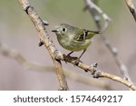 Ruby-crowned Kinglet (Regulus calendula) Profile with red crown displayed.