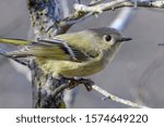 Ruby-crowned Kinglet (Regulus calendula) Profile Close-up of face and side