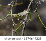Ruby-crowned Kinglet (Regulus calendula) Profile with red crown displayed.