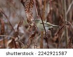 Ruby-crowned Kinglet (regulus calendula) with it