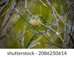 Ruby-crowned Kinglet (Regulus calendula) Small imature or female poiinting directly at camera