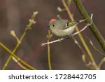  ruby-crowned kinglet (Regulus calendula) in spring