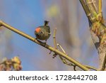  ruby-crowned kinglet (Regulus calendula) in spring