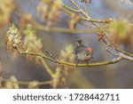  ruby-crowned kinglet (Regulus calendula) in spring