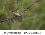  ruby-crowned kinglet (Regulus calendula)  in spring