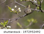  ruby-crowned kinglet (Regulus calendula)  in spring
