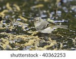 Ruby-crowned Kinglet (Regulus calendula calendula), a Spring migrant to New York