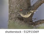 Ruby-crowned Kinglet (Regulus calendula) in spring