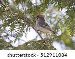 Ruby-crowned Kinglet (Regulus calendula) in spring