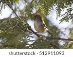 Ruby-crowned Kinglet (Regulus calendula) in spring