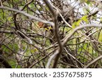 Ruby-crowned kinglet (Regulus calendula) taking off from its perch on a tree