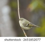 Ruby-crowned kinglet resting in woods. Ruby-crowned kinglets are tiny songbirds with relatively large heads, almost no neck, and thin tails.