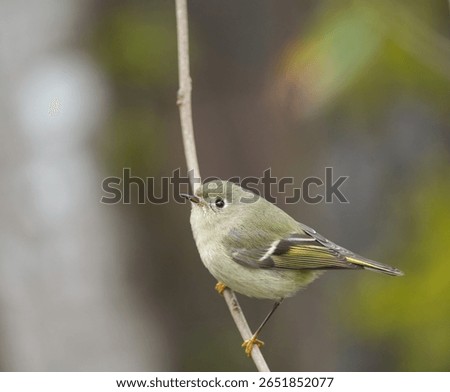 Ruby-crowned kinglet resting in woods. Ruby-crowned kinglets are tiny songbirds with relatively large heads, almost no neck, and thin tails.