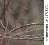 Ruby-crowned kinglets are tiny songbirds with relatively large heads, almost no neck, and thin tails. They have very small, thin, straight bills.