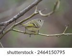 Ruby-crowned kinglets are tiny songbirds with relatively large heads, almost no neck, and thin tails. They have very small, thin, straight bills.