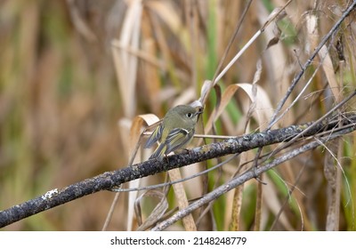 Ruby-crowned kinglets are tiny songbirds with relatively large heads, almost no neck, and thin tails. They have very small, thin, straight bills.